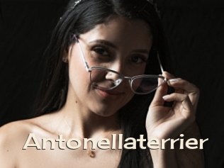 Antonellaterrier