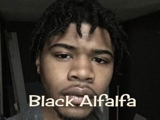 Black_Alfalfa